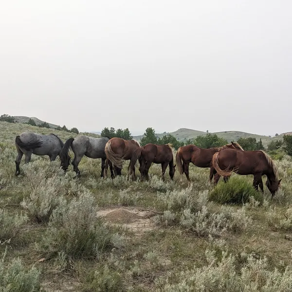 Wild horses