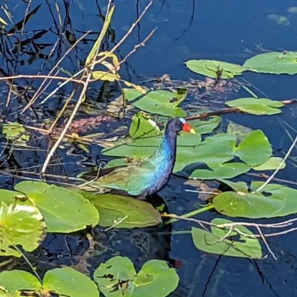 Purple Gallinule