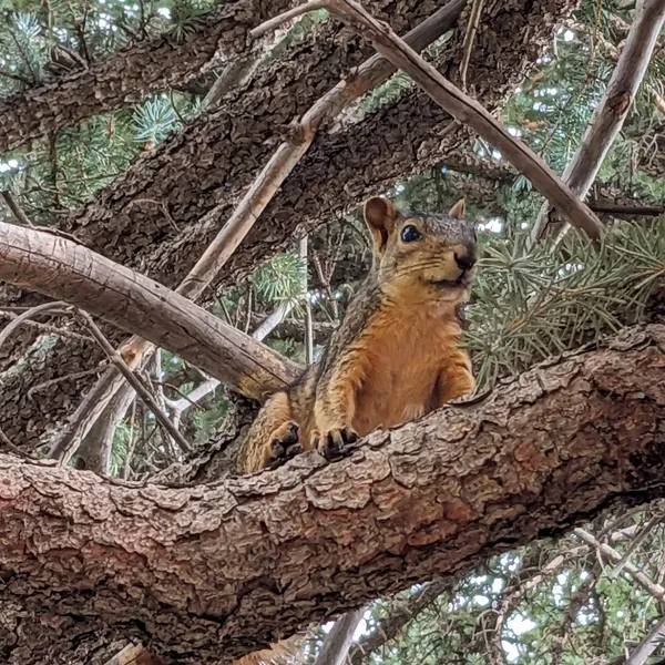 Chittering squirrel