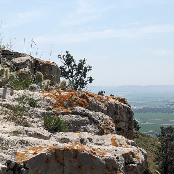 Many cacti and succulents growing atop the bluff.