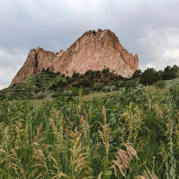 Tall grasses in the garden