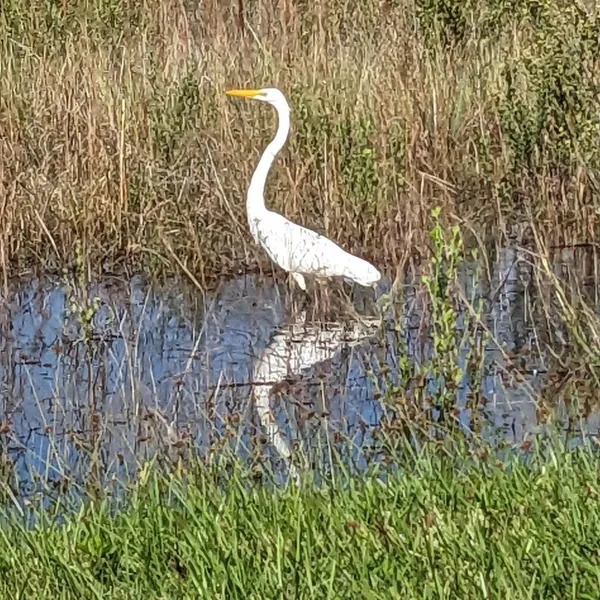 Egret