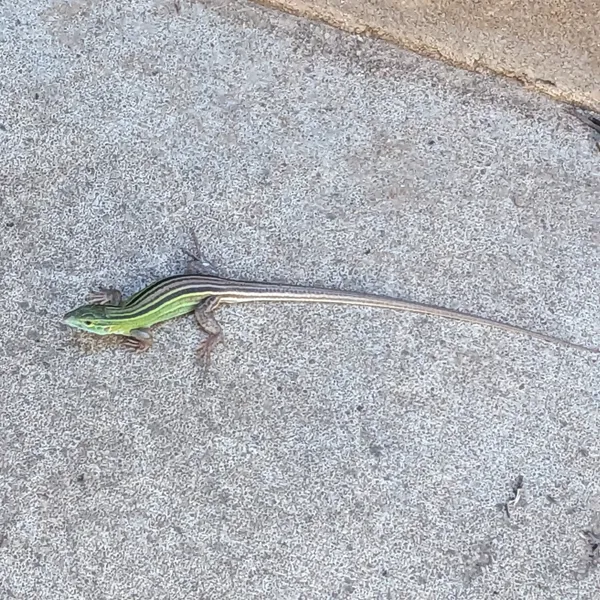 Lizard