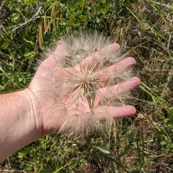 Giant seed puffball.