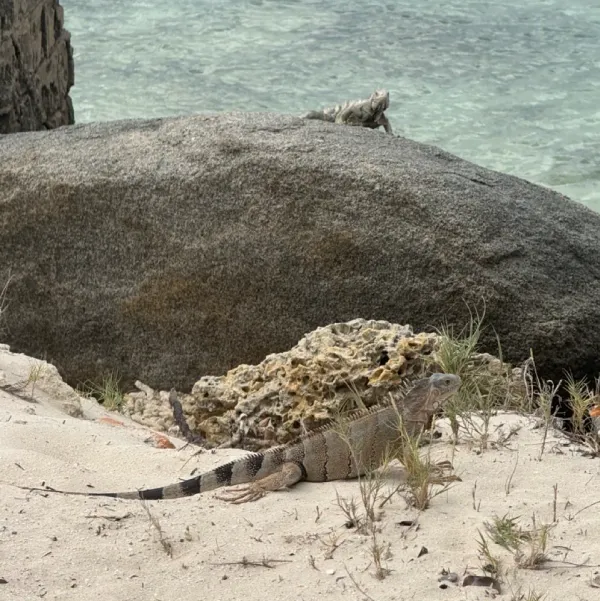 Two iguanas, one on the sandy beach, one higher on a rock.