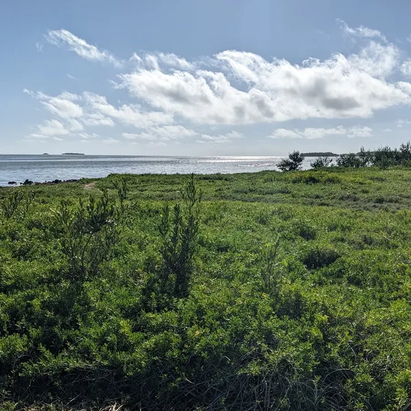 View of sea meeting lush green land