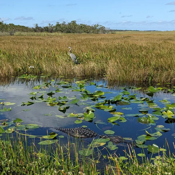 Gator and Heron