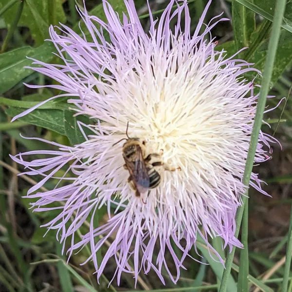 bee on purple flowers