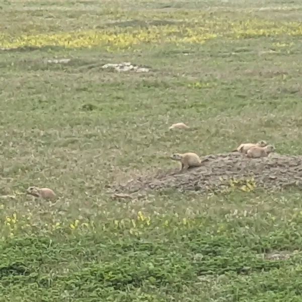 Prairie dogs