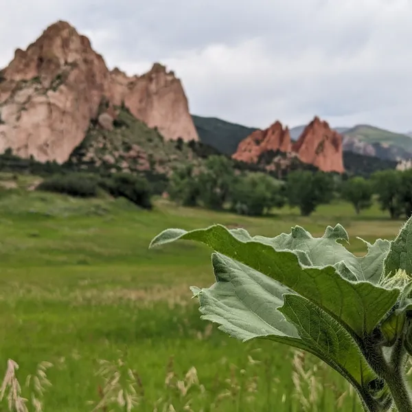 Leafy plant in foreground