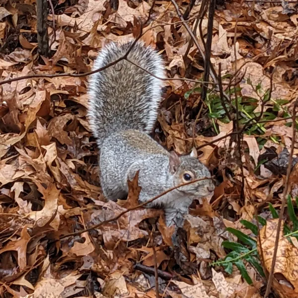 Plump squirrel