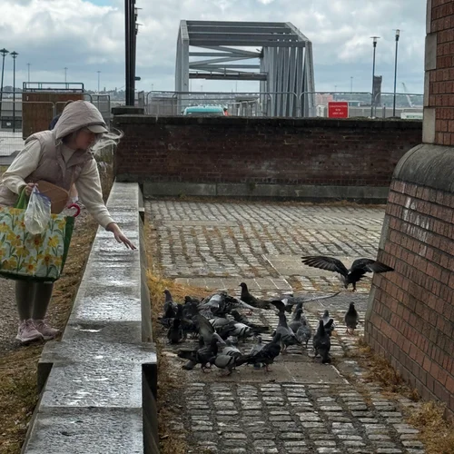 Pigeons
