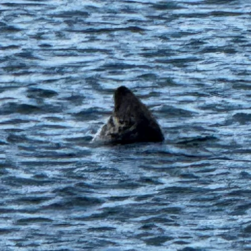Grey Seal