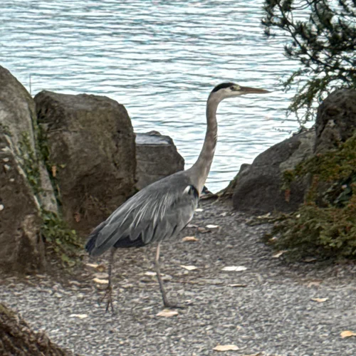 Lake Zurich