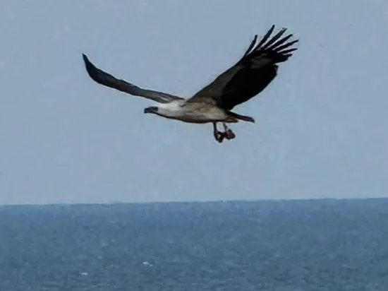 Wildlife in Kuantan