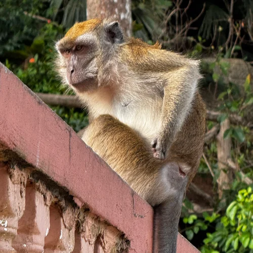 Wildlife in Kuantan