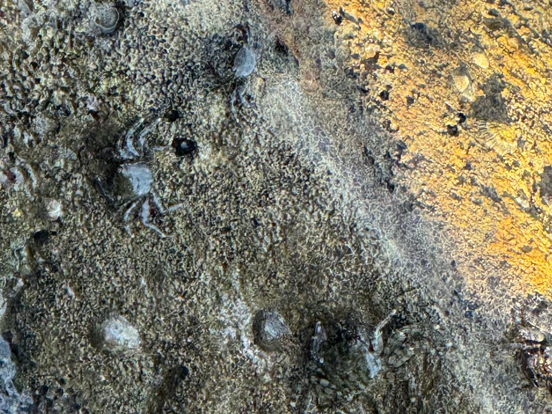 Crabs