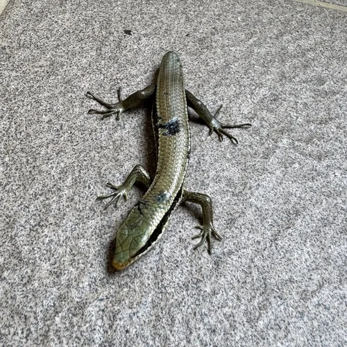 Wildlife in Kuantan