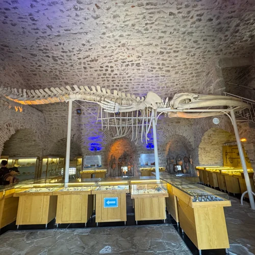 Whale skeleton