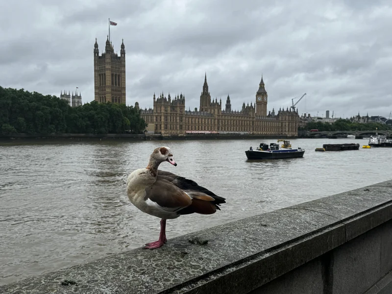 Parliament