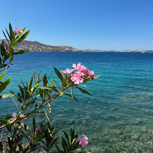 Coast and Flowers