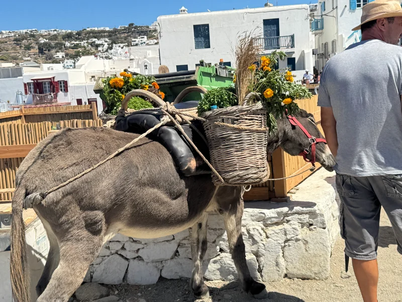Donkey at Windmills