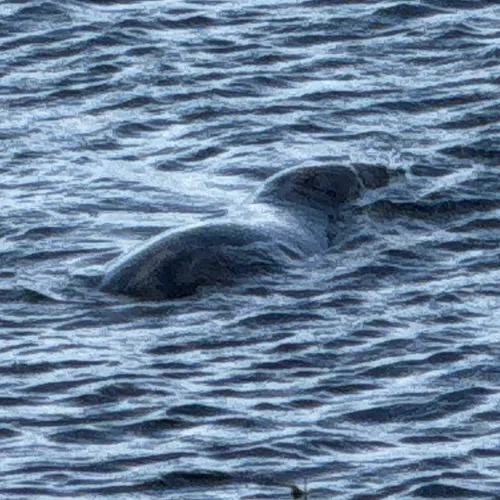 Grey Seal