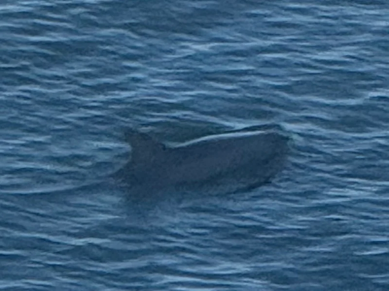 Dolphins Galveston