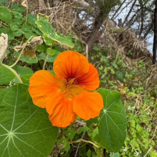 Bermuda