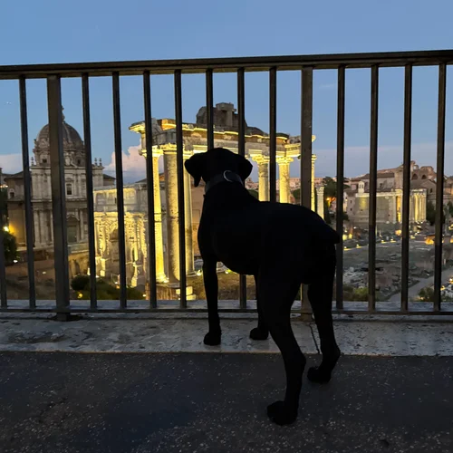 Dog at Forums