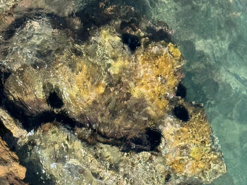 Urchins