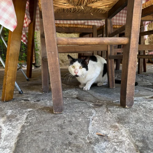 Kitty under table
