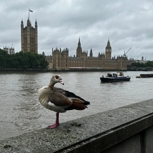 Thames, Duck, Big Ben