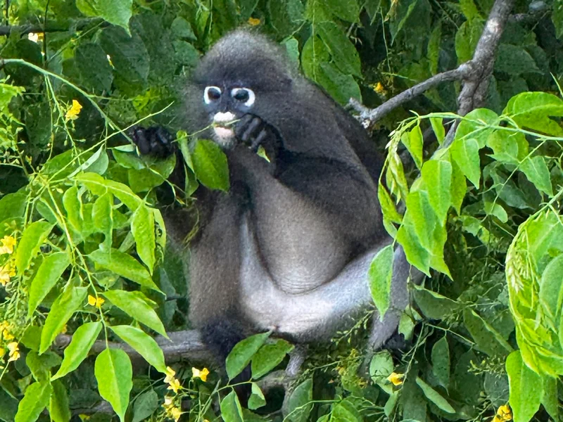 Wildlife in Kuantan