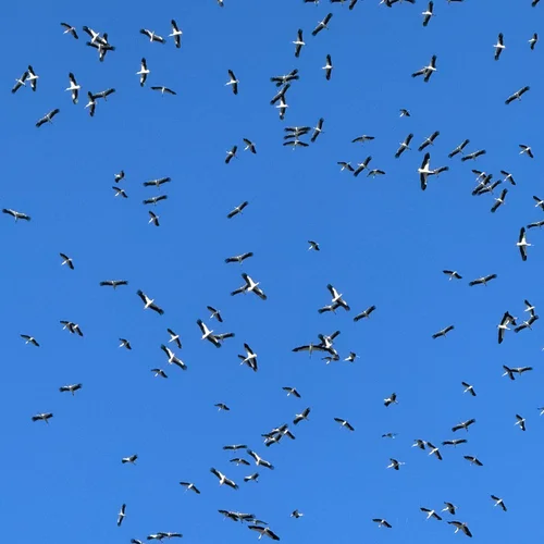 European White Storks Migrating Over Istanbul, Early March 2026