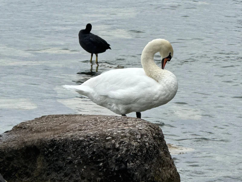 Lake Zurich