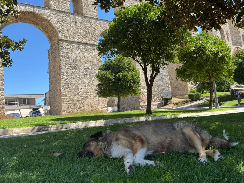 Aqueduct and Dog: Dogueduct