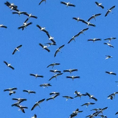 European White Storks Migrating Over Istanbul, Early March 2026