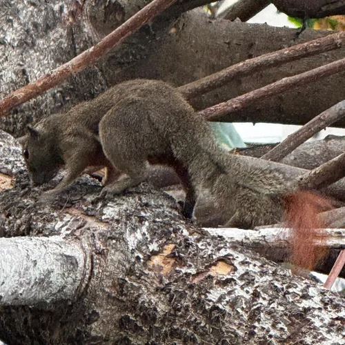 Wildlife in Kuantan